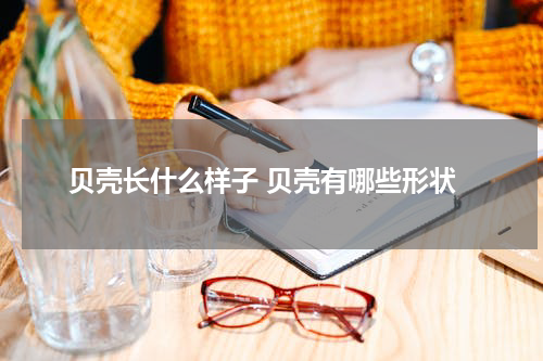 贝壳长什么样子 贝壳有哪些形状