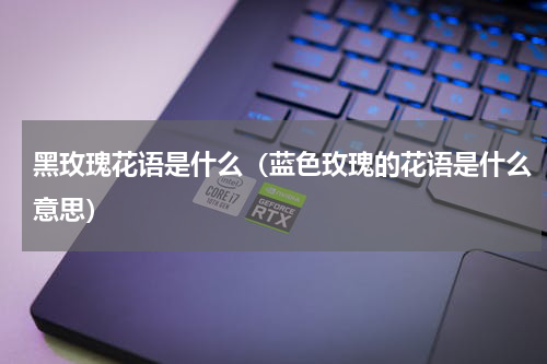黑玫瑰花语是什么（蓝色玫瑰的花语是什么意思）