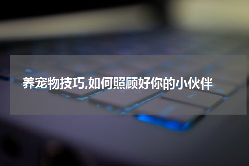  养宠物技巧,如何照顾好你的小伙伴
