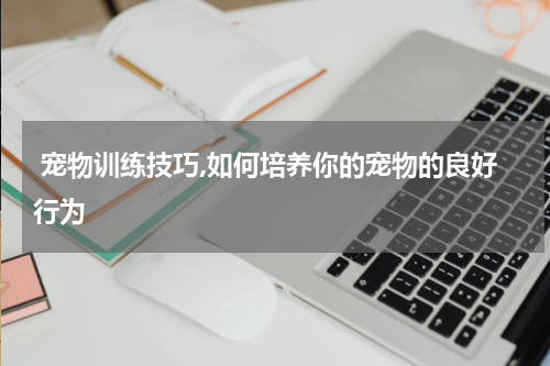  宠物训练技巧,如何培养你的宠物的良好行为